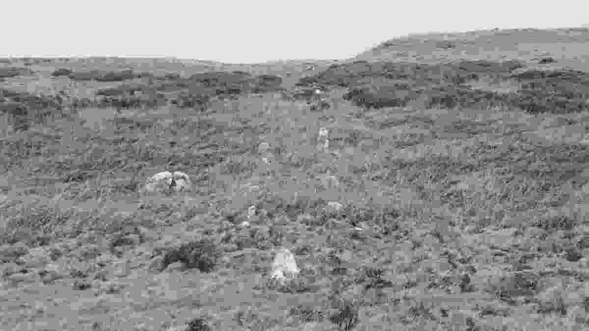 20240218_llandudno_lento_orl_mono_standard_asus_ai2302_1708256619