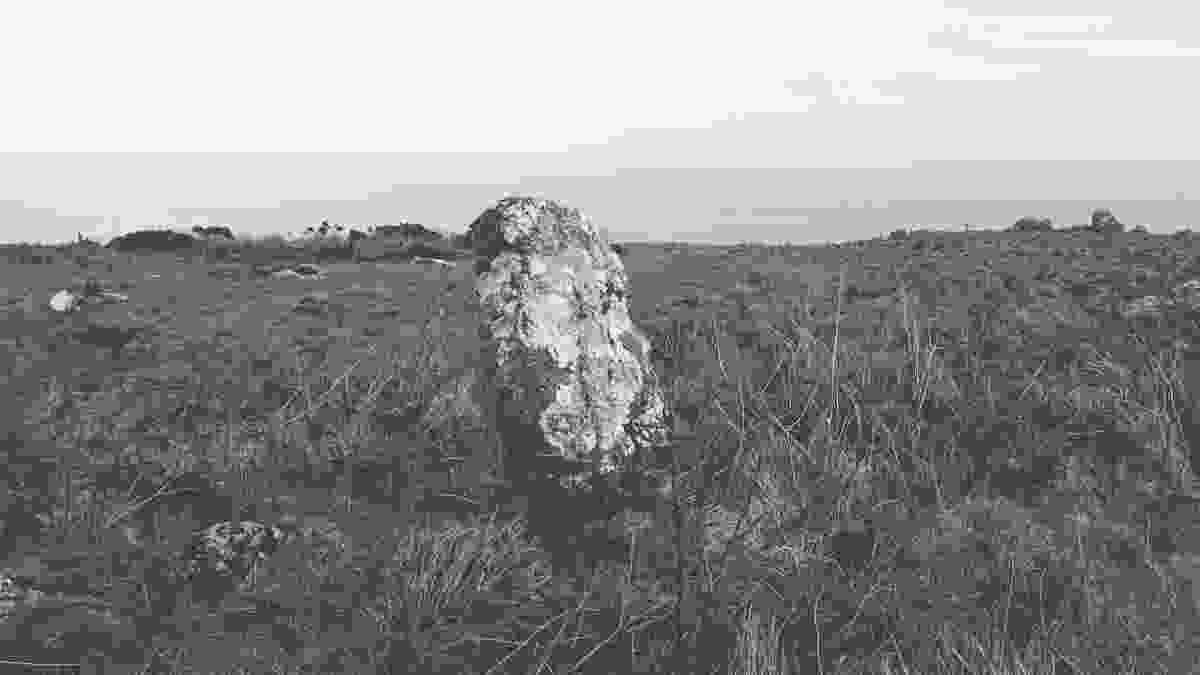 20240218_llandudno_lento_orl_mono_standard_asus_ai2302_1708256744