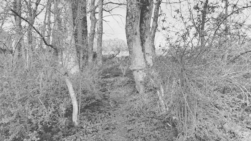 20240331_wood_at_chapel_yat1