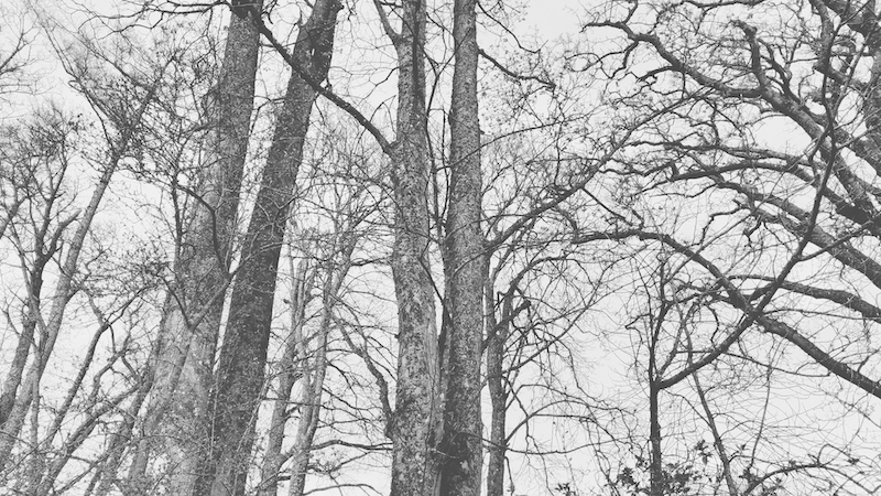 20240331_wood_at_chapel_yat3