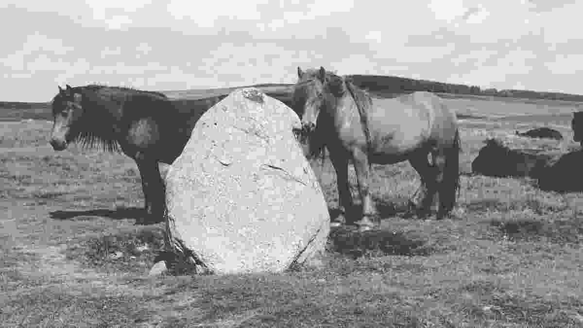 Fell ponies, 25th May 2024
