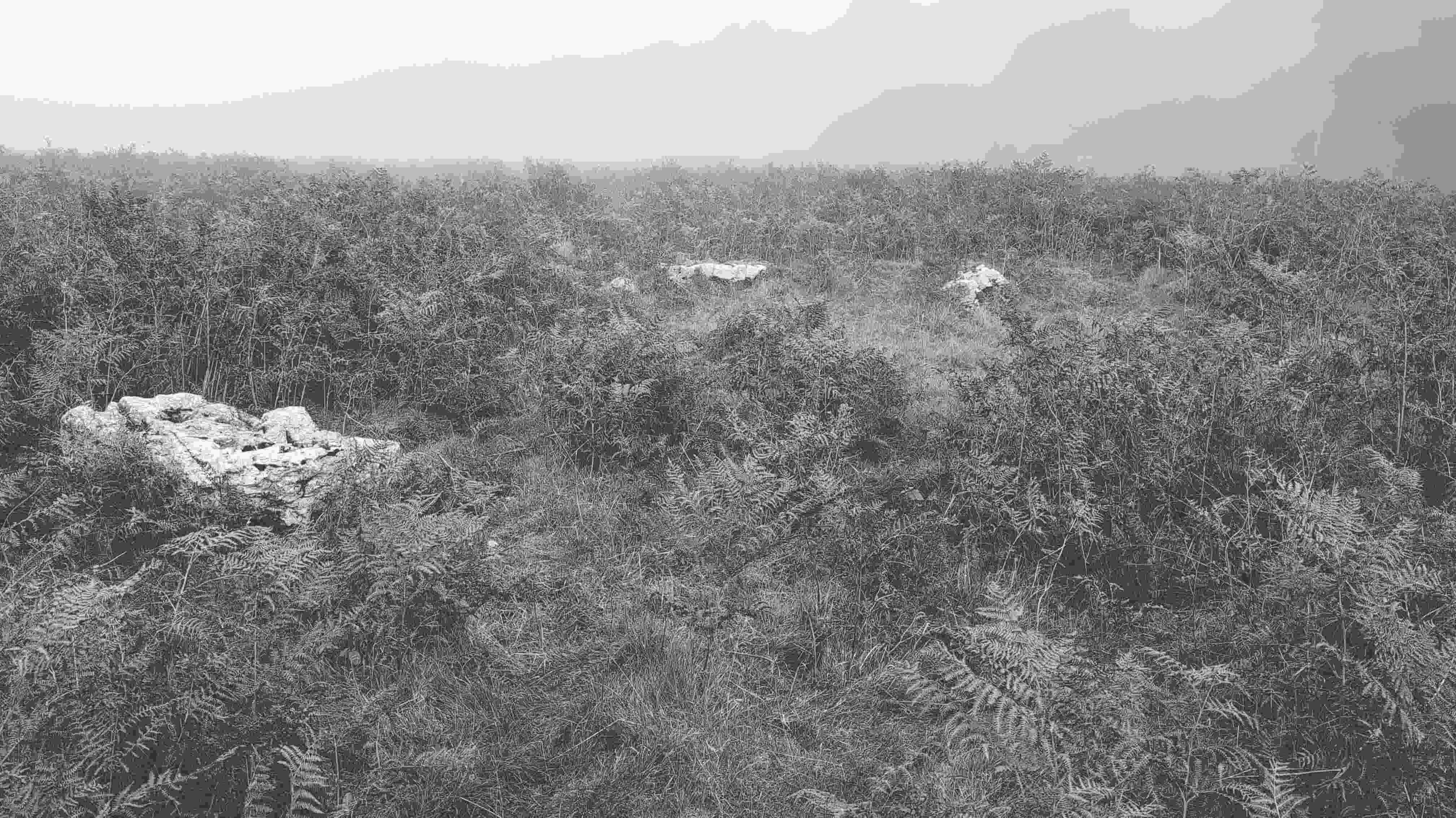 white limestone rocks peering through the bracken