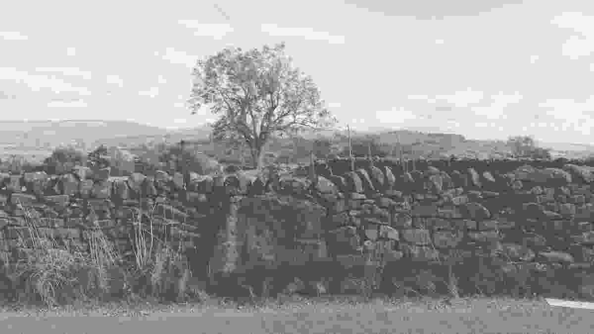 20240928_lark_hill_001